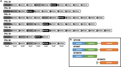 Analysis of Two SusE-Like Enzymes From Bacteroides thetaiotaomicron Reveals a Potential Degradative Capacity for This Protein Family